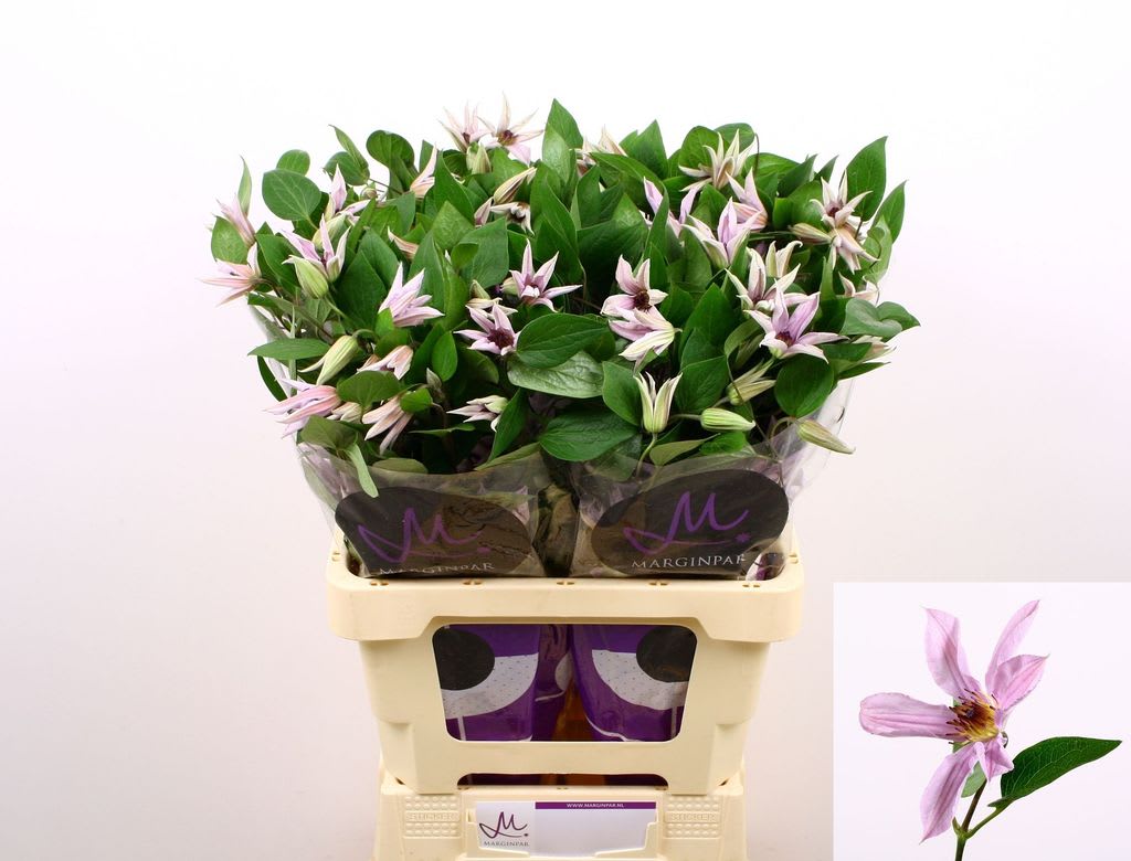 Срезанные цветы оптом Clematis amazing miami от 40шт из Голландии с доставкой по России
