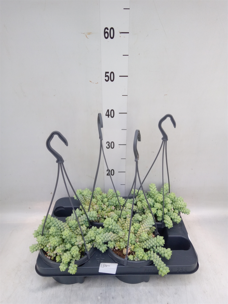 Горшечные цветы и растения оптом Sedum Burrito от 4шт из Голландии с доставкой по России