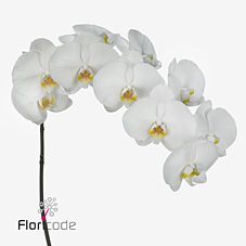 Срезанные цветы оптом Phalaenopsis kobe (per stem) от 20шт. из Голландии с доставкой по России