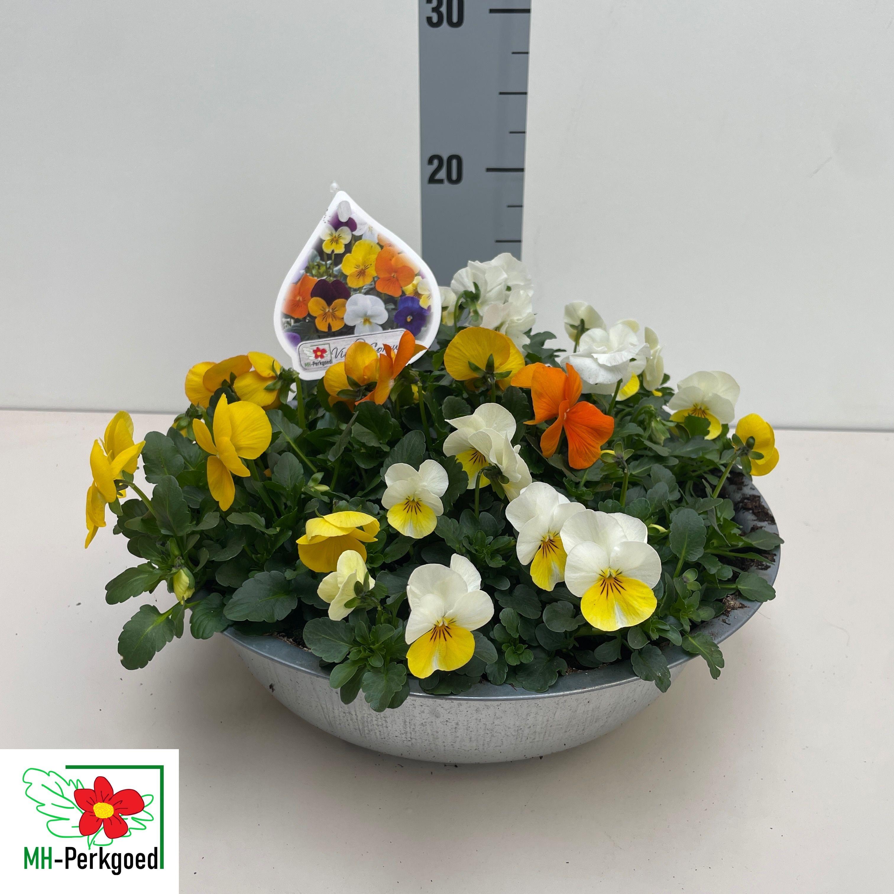 Горшечные цветы и растения оптом Vio Co Gem от 1шт из Голландии с доставкой по России