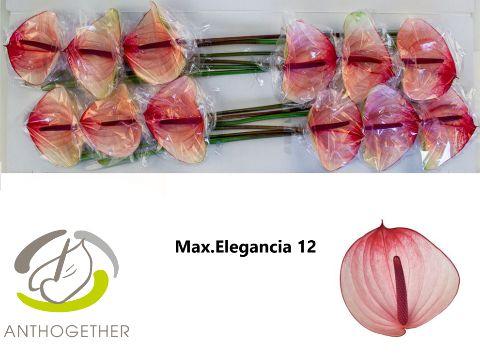 Срезанные цветы оптом Anthurium maxima elegance от 12шт. из Голландии с доставкой по России