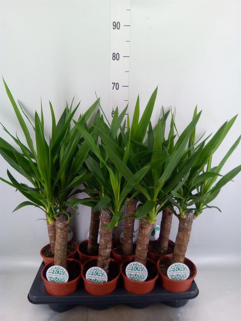Горшечные цветы и растения оптом Yucca   ... от 8шт из Голландии с доставкой по России
