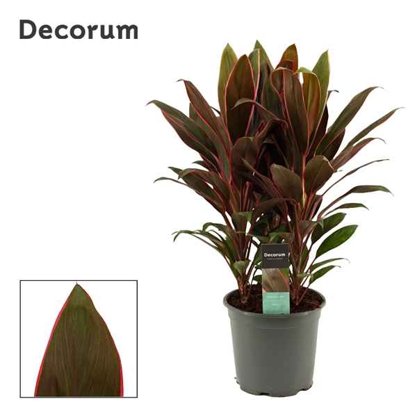 Горшечные цветы и растения оптом Cordyline Rumba 3pp (decorum) от 5шт из Голландии с доставкой по России