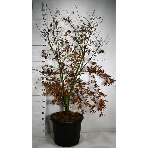 Горшечные цветы и растения оптом Acer Palm Summer Sunset от 1шт из Голландии с доставкой по России