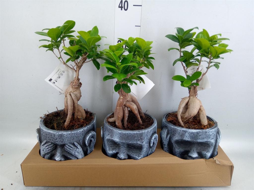 Горшечные цветы и растения оптом Ficus Ginseng Budda Gold от 3шт из Голландии с доставкой по России