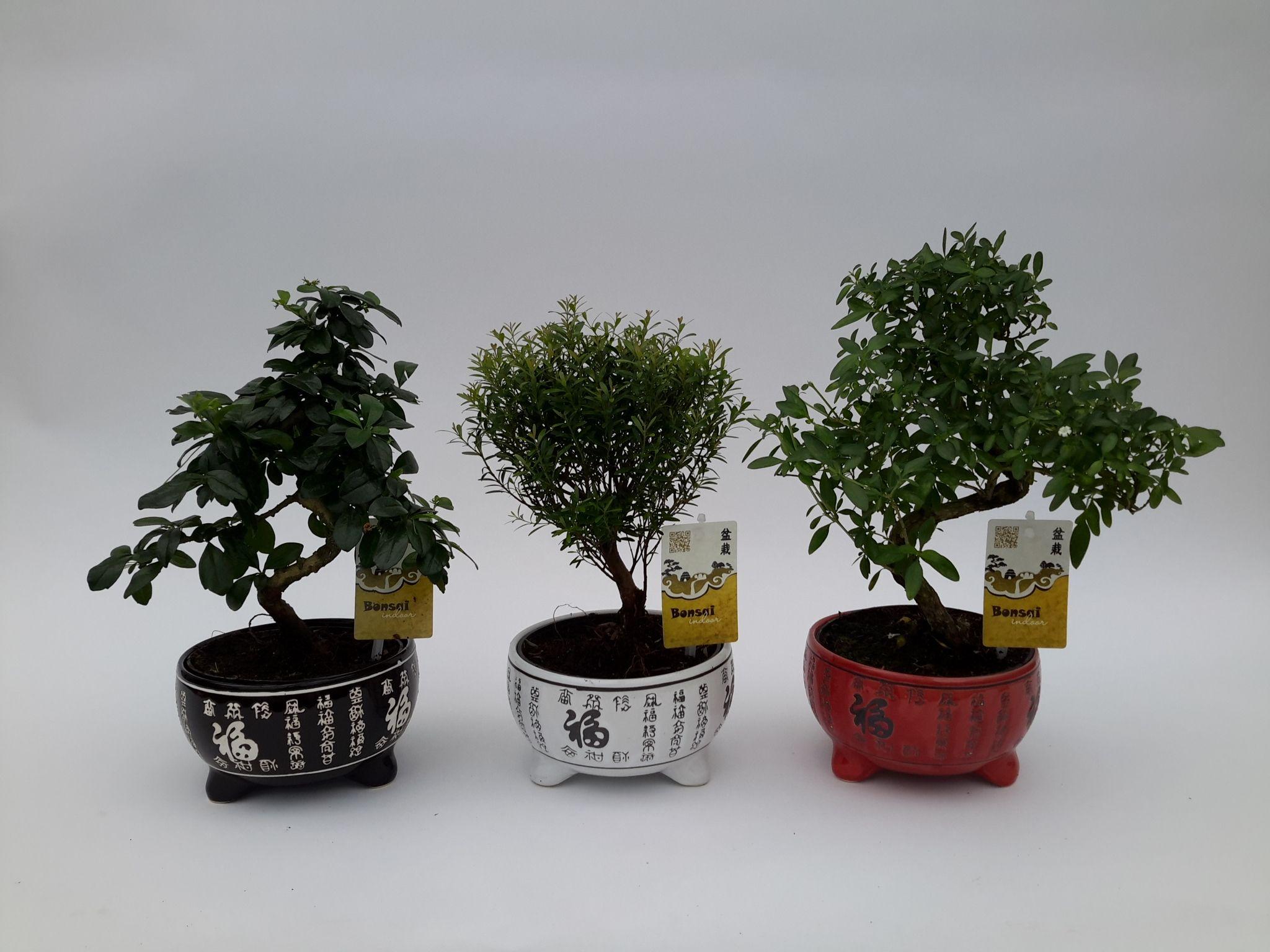 Горшечные цветы и растения оптом Bonsai Mix Inlucky Ceramic от 6шт из Голландии с доставкой по России