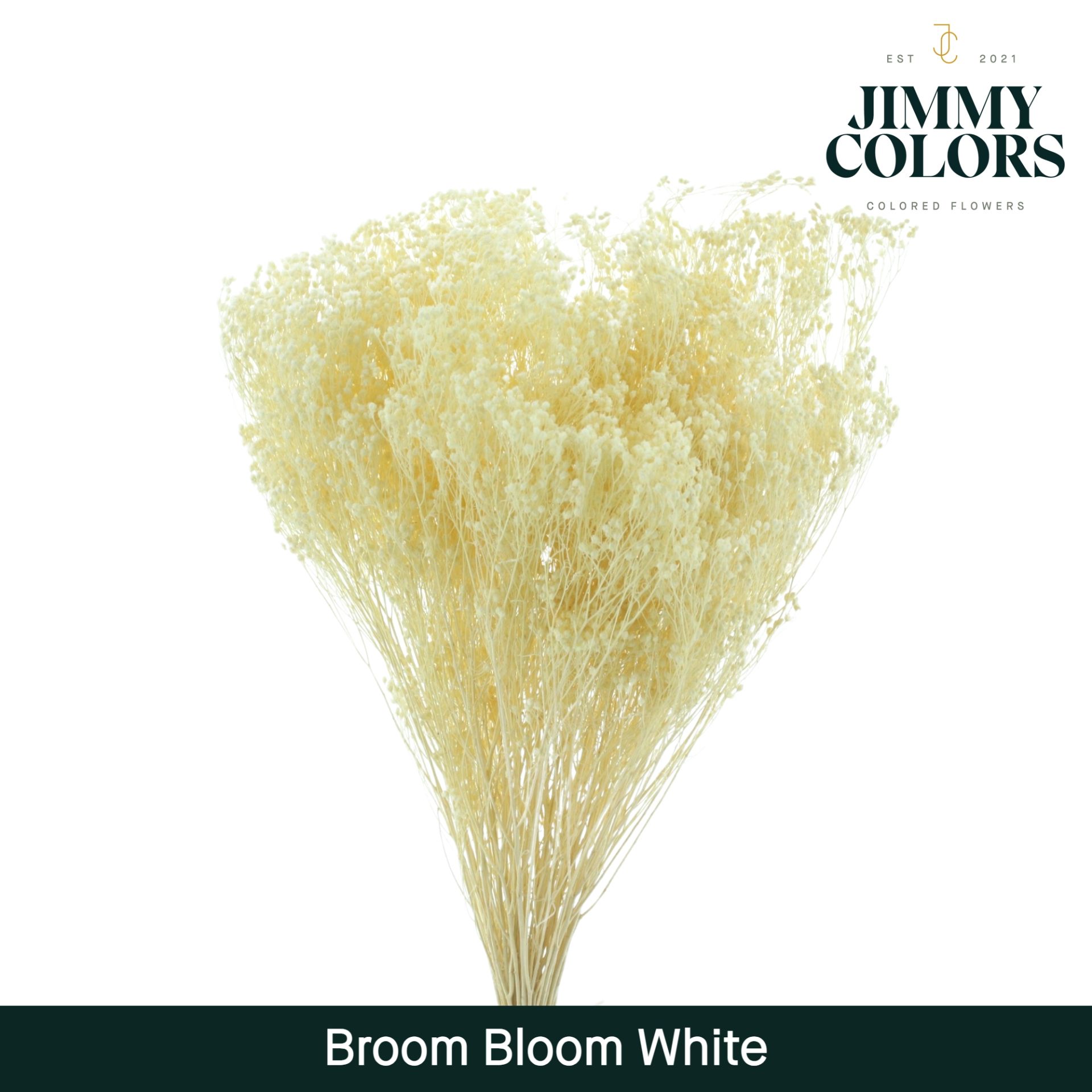 Срезанные цветы оптом Broom bloom paint white от 5шт из Голландии с доставкой по России