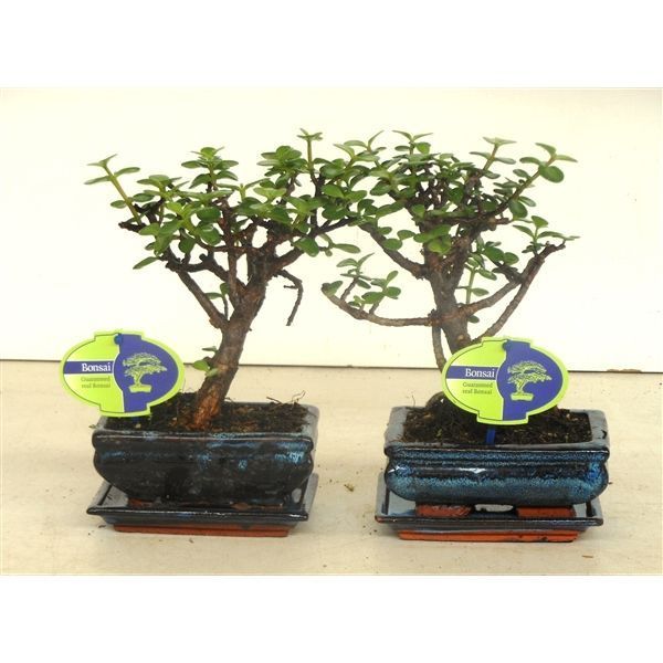 Горшечные цветы и растения оптом Bonsai Portulacaria Afra, 15 Cm., Broom, With Drip от 10шт из Голландии с доставкой по России