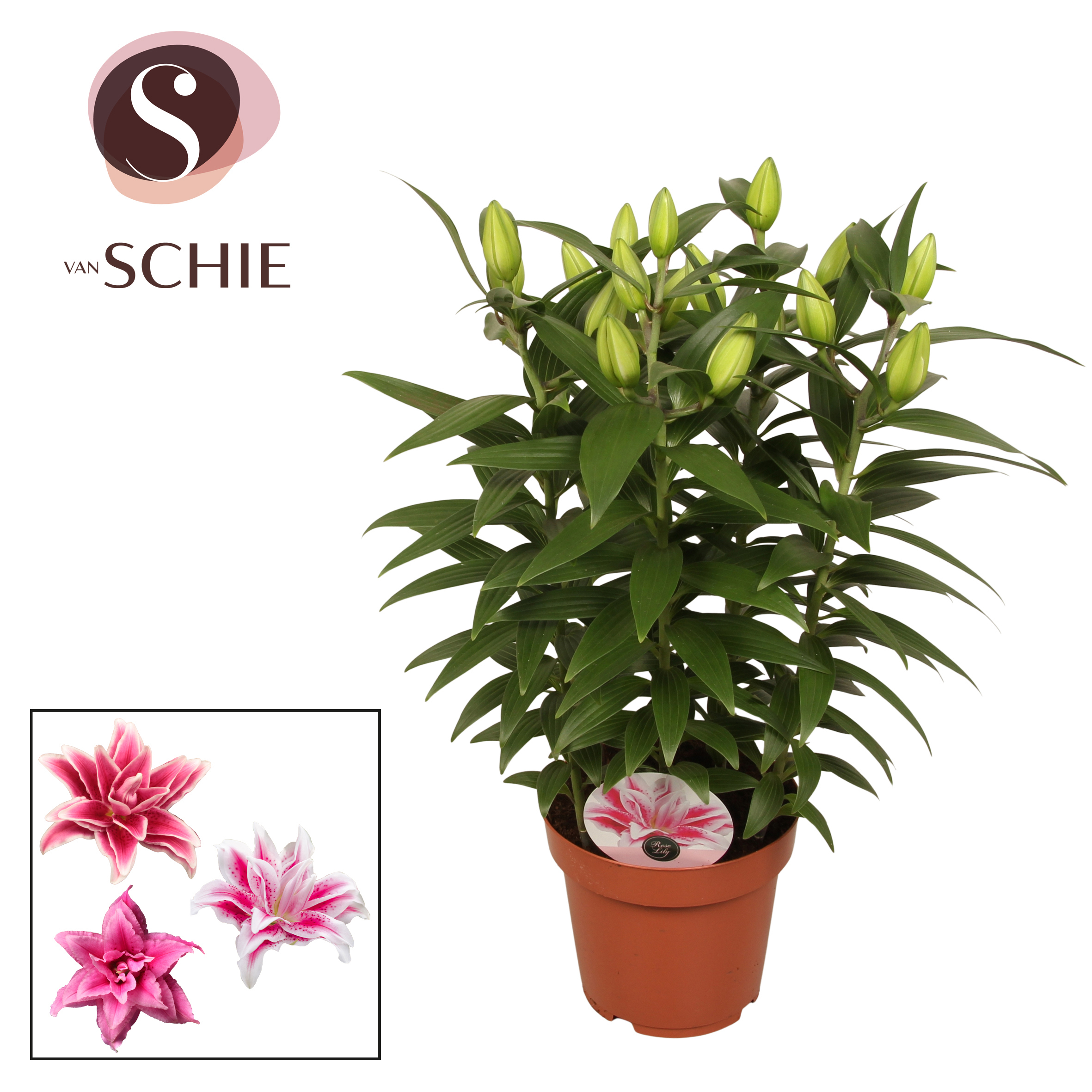 Горшечные цветы и растения оптом Lilium Or Roselily Sara 4pp от 5шт из Голландии с доставкой по России