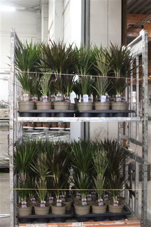 Горшечные цветы и растения оптом Dra Gemengd 30-10 от 6шт из Голландии с доставкой по России