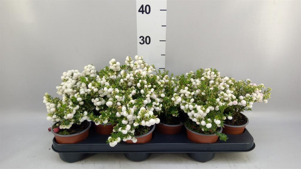 Горшечные цветы и растения оптом Gaultheria ...white Berry от 12шт из Голландии с доставкой по России