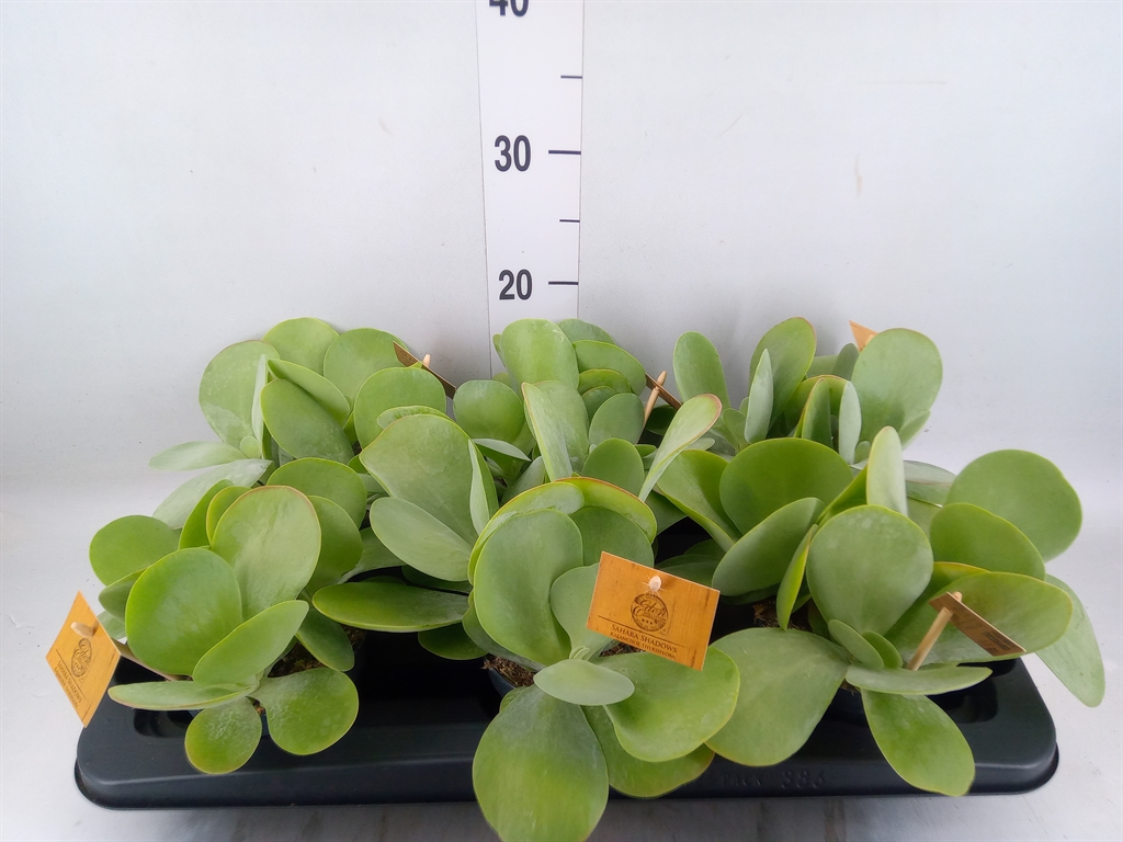 Горшечные цветы и растения оптом Kalanchoe Nf Thyrsiflora от 6шт из Голландии с доставкой по России