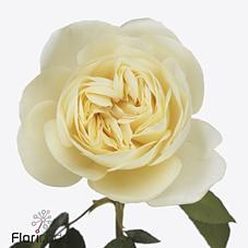 Срезанные цветы оптом Rosa large austin leonora от 24шт из Голландии с доставкой по России