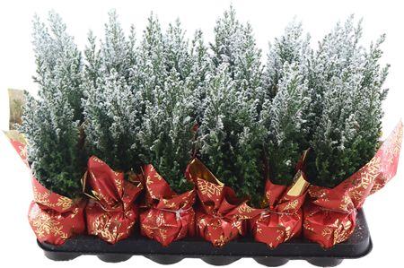 Горшечные цветы и растения оптом Cham Law Ellwoodii Sneeuw + Deco от 18шт (для телеги) из Голландии с доставкой по России