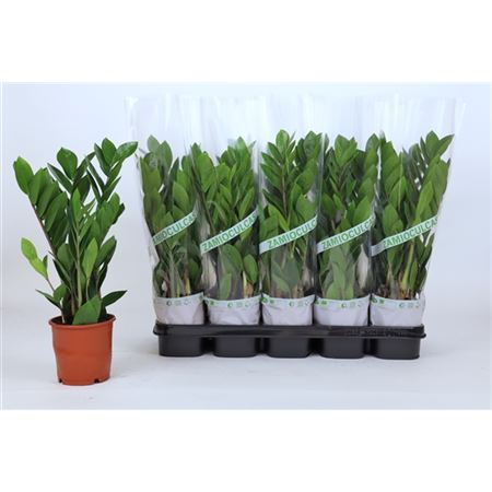 Горшечные цветы и растения оптом Zamioculcas 4+ от 10шт из Голландии с доставкой по России