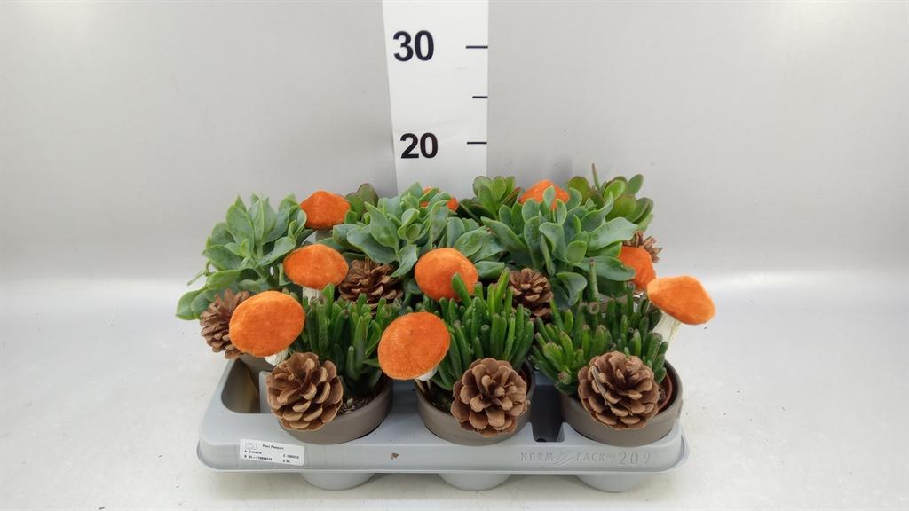 Горшечные цветы и растения оптом Crassula ...mix от 9шт из Голландии с доставкой по России