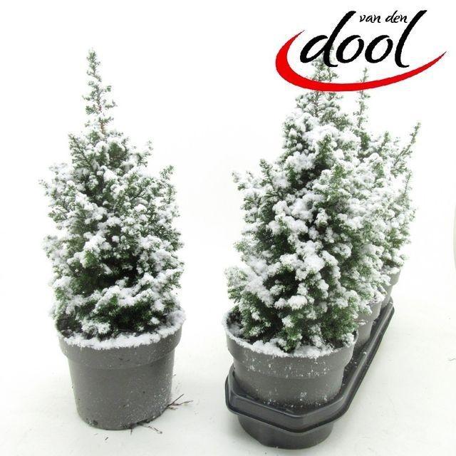 Горшечные цветы и растения оптом Chamaecyparis Thy. Top Point от 3шт из Голландии с доставкой по России