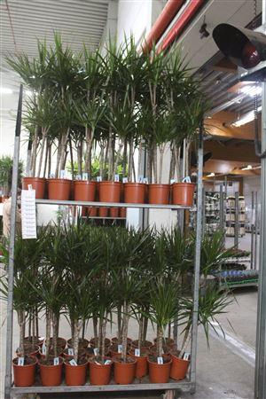 Горшечные цветы и растения оптом Dra Marginata 60-30 Cm от 1шт из Голландии с доставкой по России