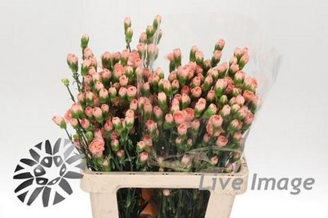 Срезанные цветы оптом Dianthus sp hamada от 100шт из Голландии с доставкой по России
