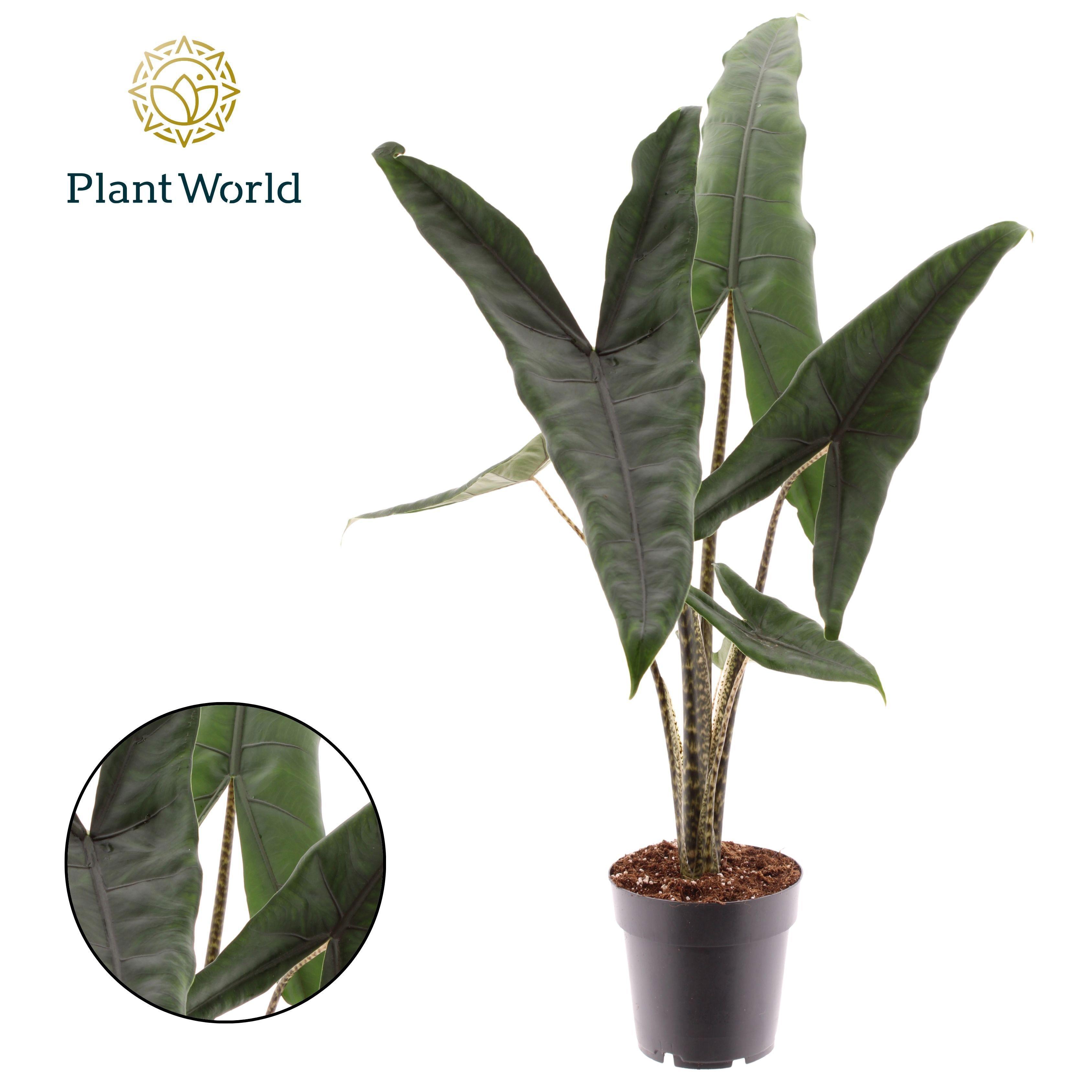 Горшечные цветы и растения оптом Alocasia Tigrina Superba от 7шт (для телеги) из Голландии с доставкой по России