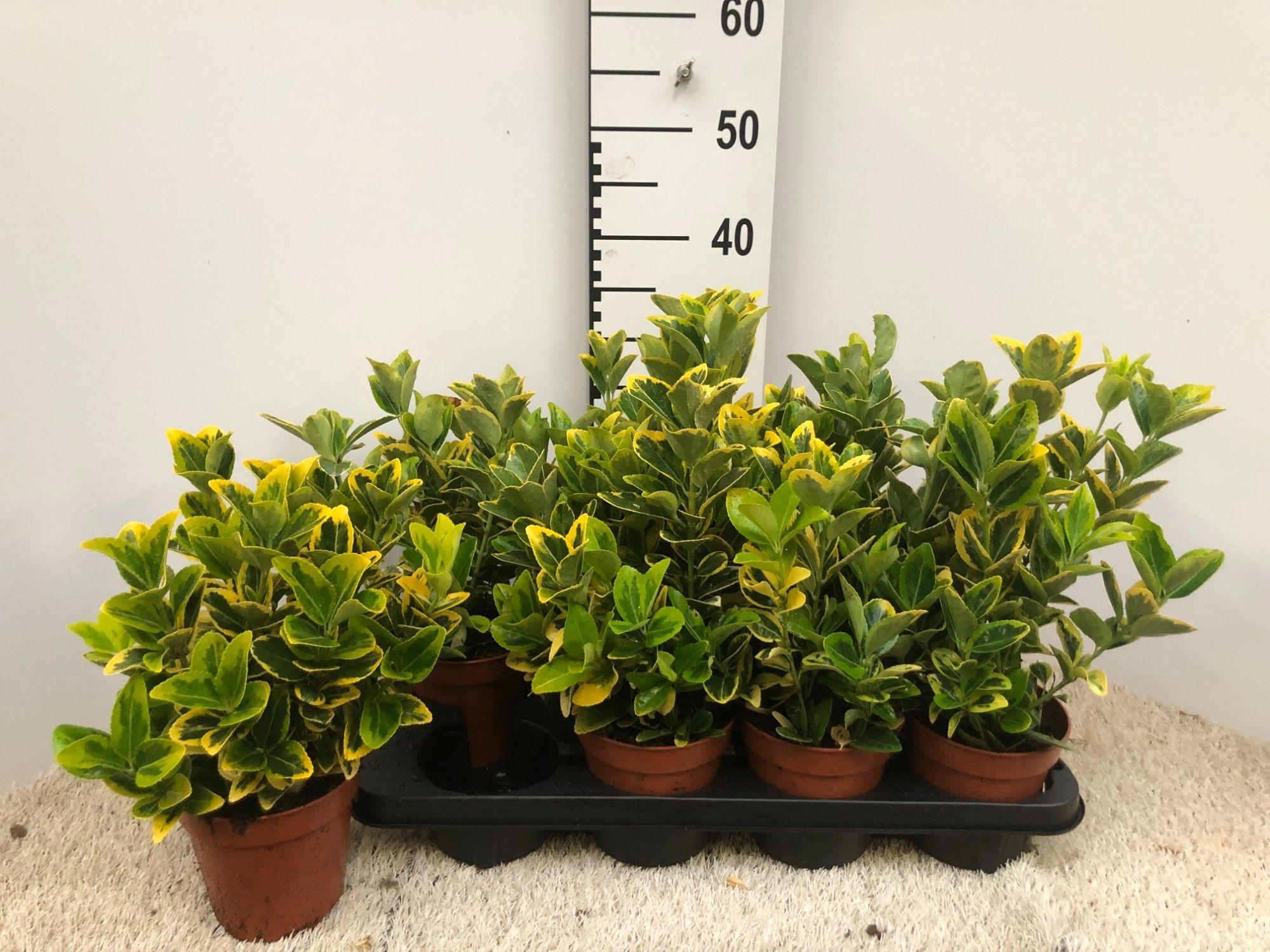 Горшечные цветы и растения оптом Euonymus Jap. Aureus от 10шт из Голландии с доставкой по России