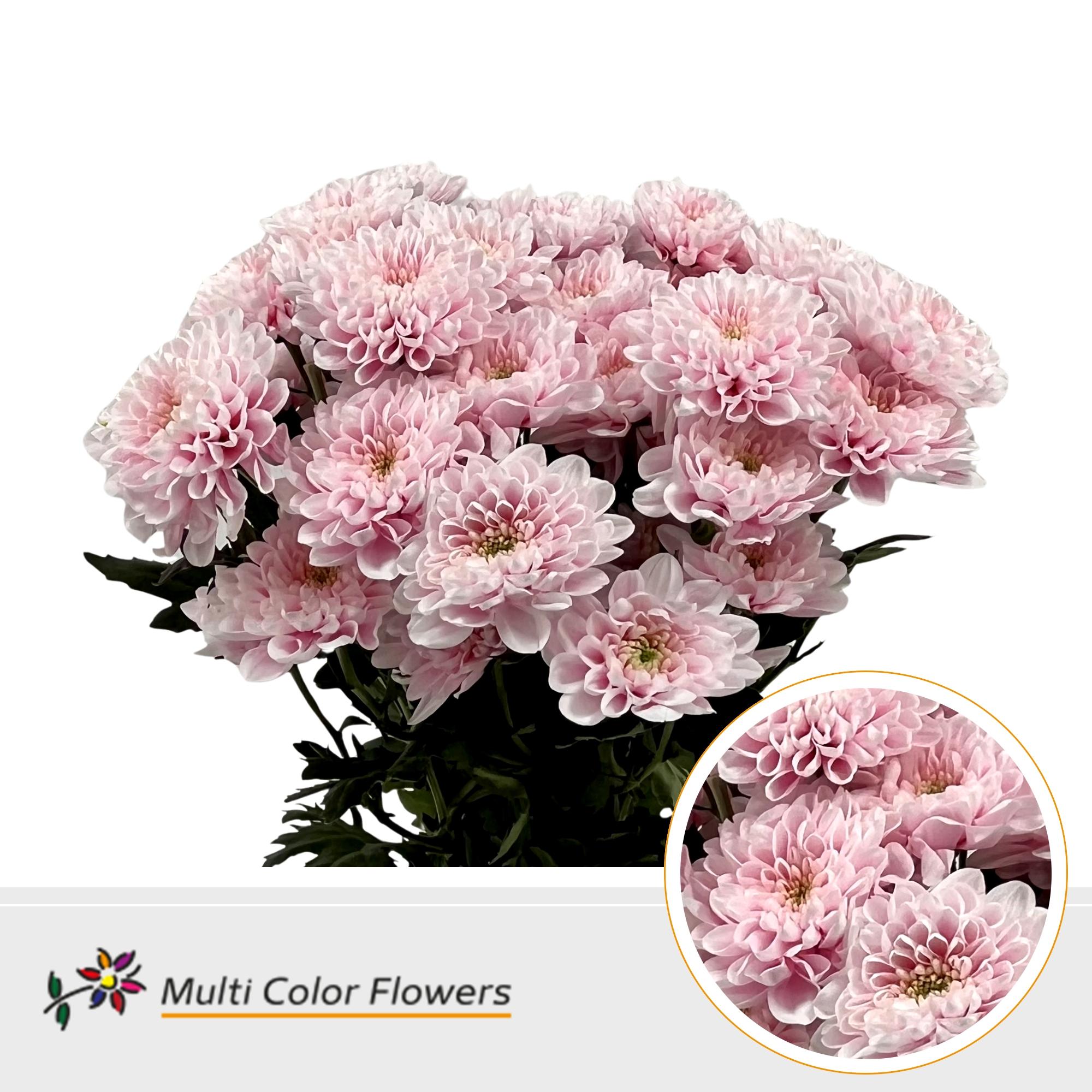 Срезанные цветы оптом Chrys sp paint altaj soft pink от 40шт из Голландии с доставкой по России