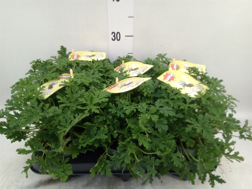 Горшечные цветы и растения оптом Pelargonium Graveolens от 6шт из Голландии с доставкой по России
