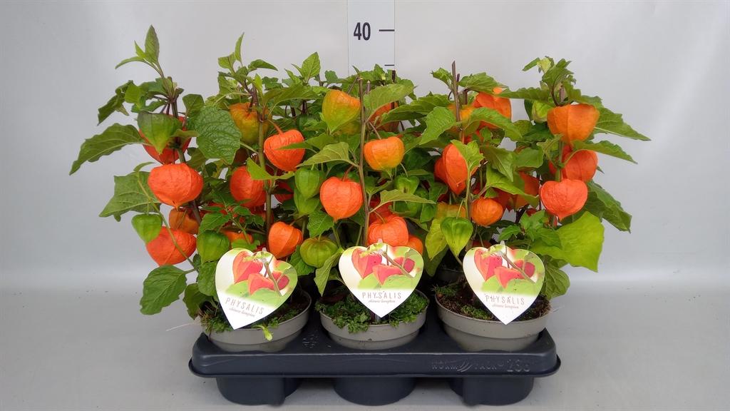 Горшечные цветы и растения оптом Physalis Alkekengi от 6шт из Голландии с доставкой по России