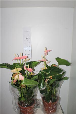 Горшечные цветы и растения оптом Anthu A Sweet Leny 8+ Big Size от 1шт из Голландии с доставкой по России