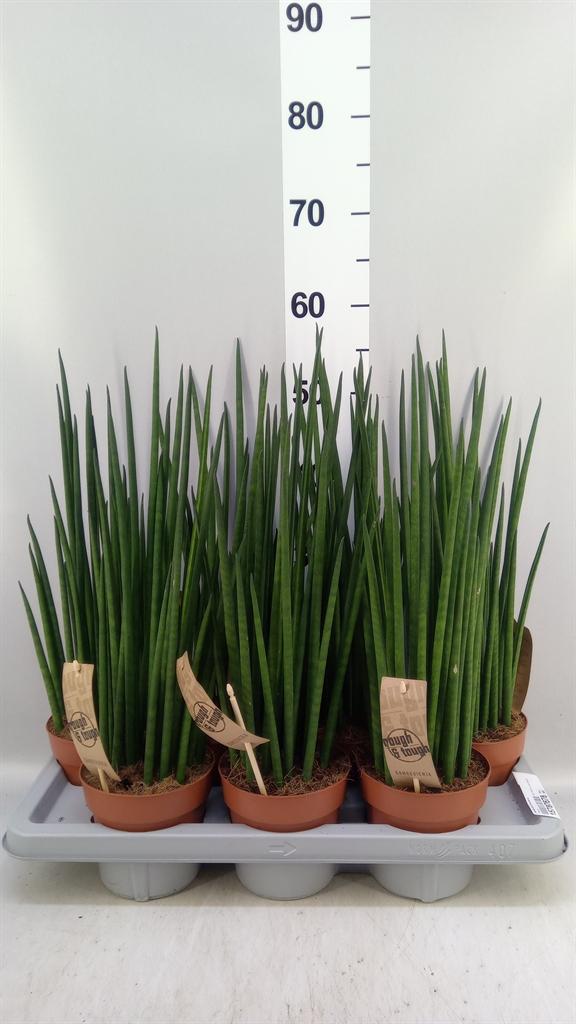 Горшечные цветы и растения оптом Sansevieria Bacularis от 7шт из Голландии с доставкой по России