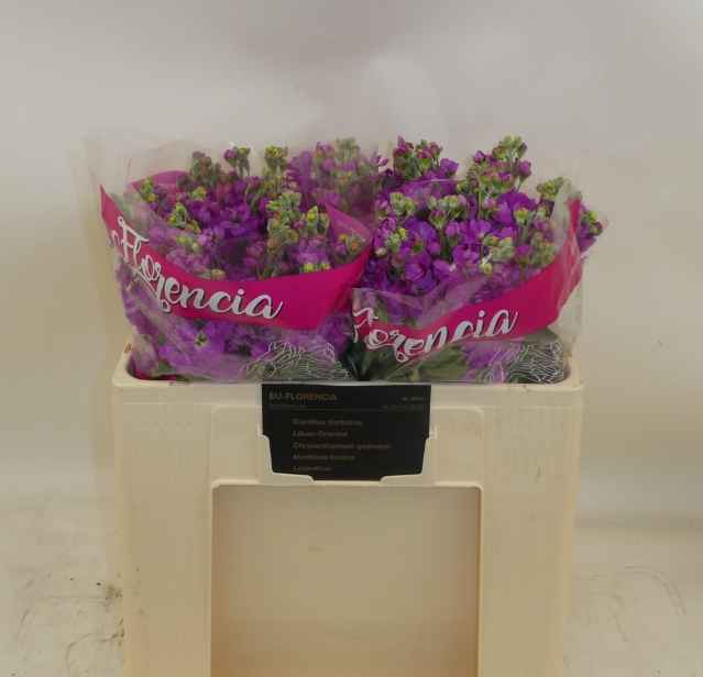 Срезанные цветы оптом Matthiola centum pink от 40шт из Голландии с доставкой по России