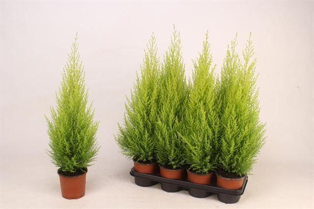 Горшечные цветы и растения оптом Cupr Ma Goldc Wilma от 7шт из Голландии с доставкой по России