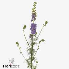 Срезанные цветы оптом Delphinium qis violet lilac (consolida) от 80шт из Голландии с доставкой по России