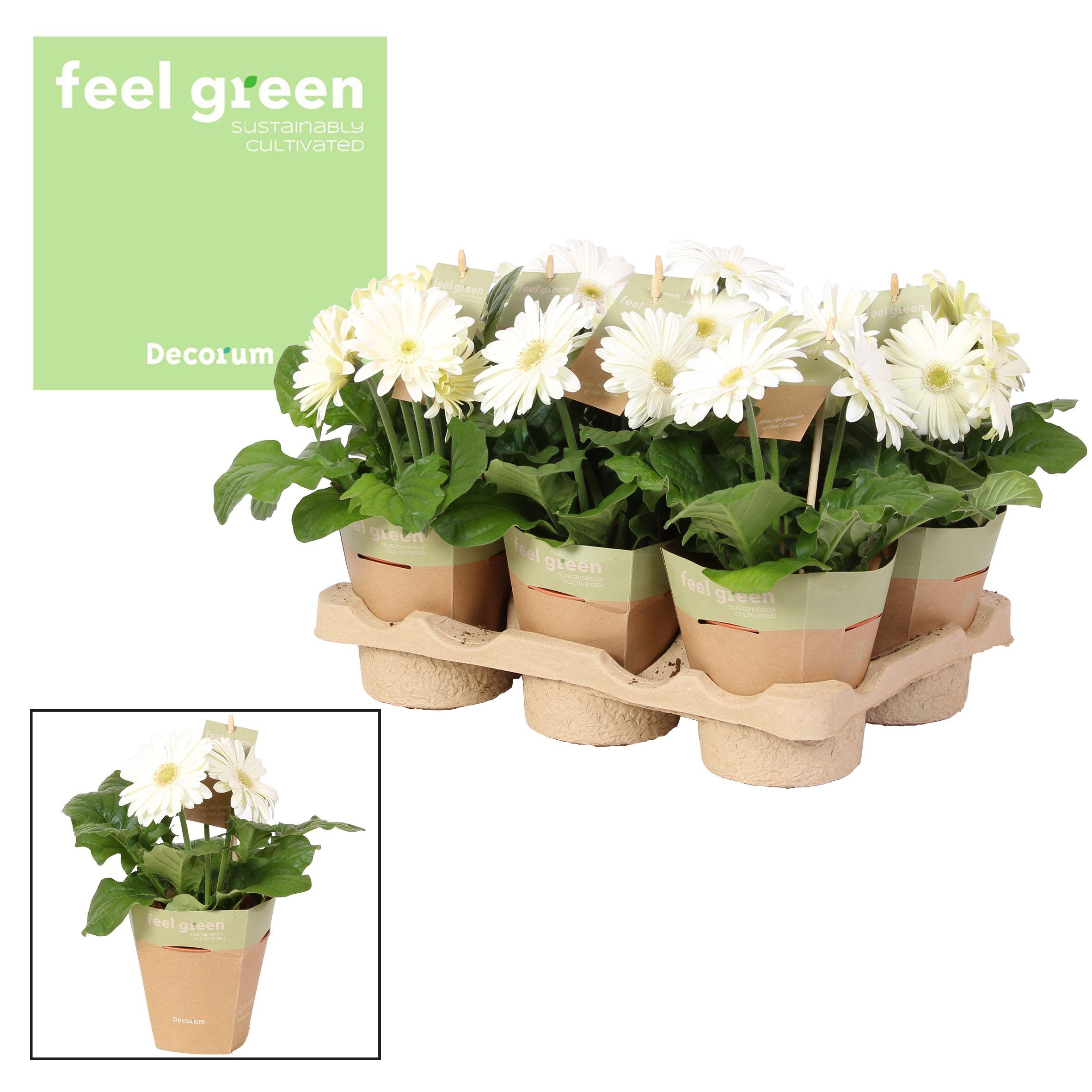 Горшечные цветы и растения оптом Gerbera White 2+ Feel Green (decorum) от 6шт (для телеги) из Голландии с доставкой по России