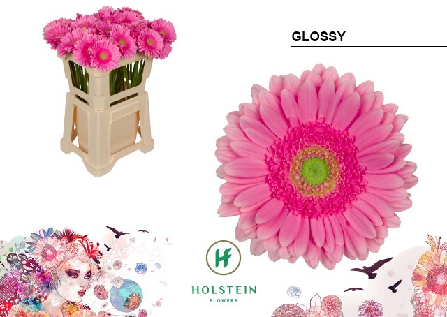 Срезанные цветы оптом Gerbera glossy от 40шт из Голландии с доставкой по России