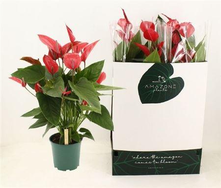 Горшечные цветы и растения оптом Anthu Melodia Ibis 8-10 + от 4шт из Голландии с доставкой по России