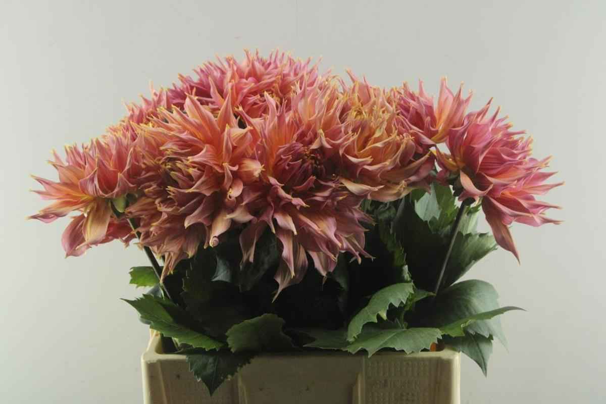 Срезанные цветы оптом Dahlia omega от 15шт из Голландии с доставкой по России