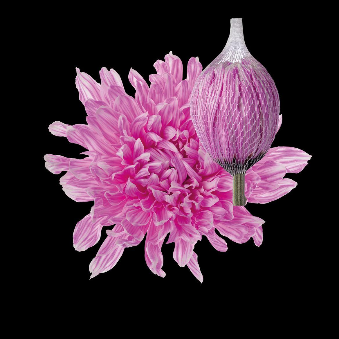 Срезанные цветы оптом Chrys bl paint antonov pastel cerise от 40шт из Голландии с доставкой по России