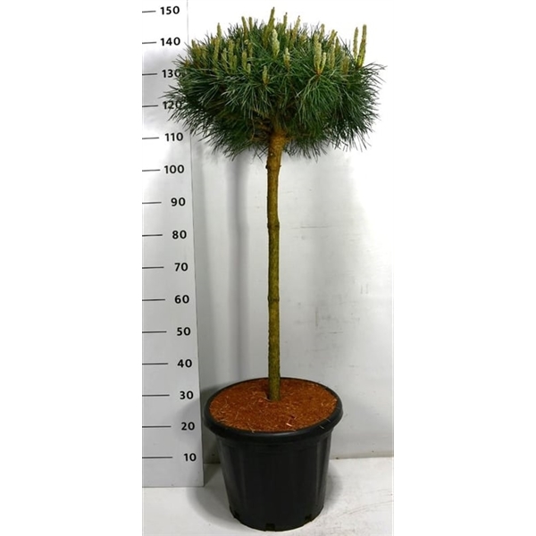 Горшечные цветы и растения оптом Pinus Sylv Chantry Blue On Stem от 1шт из Голландии с доставкой по России