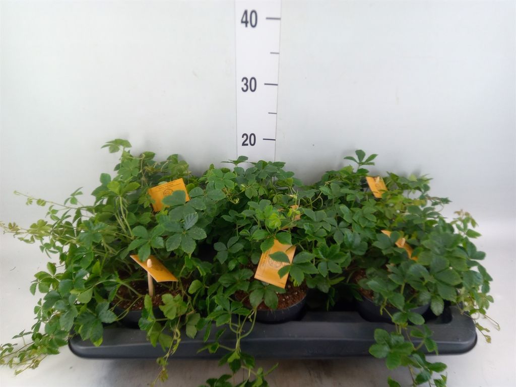 Горшечные цветы и растения оптом Parthenocissus Inserta от 6шт из Голландии с доставкой по России