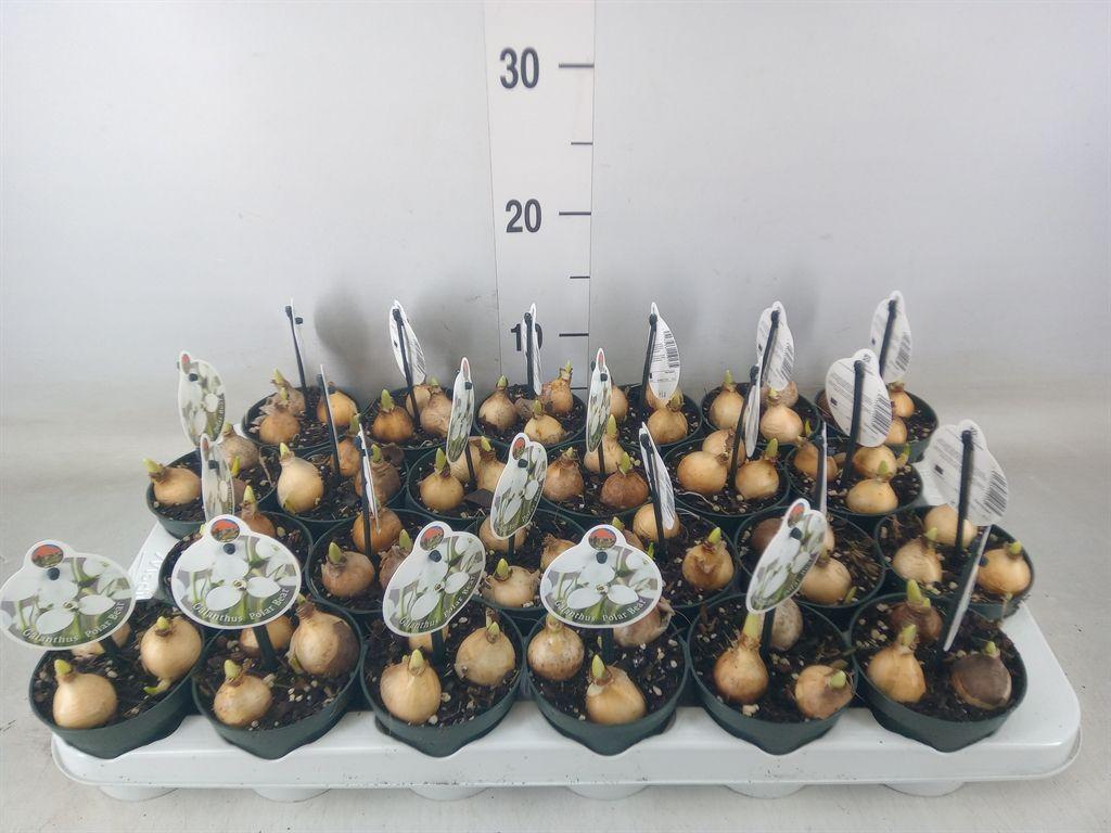 Горшечные цветы и растения оптом Galanthus Nivalis   ...in Pot от 24шт (для телеги) из Голландии с доставкой по России