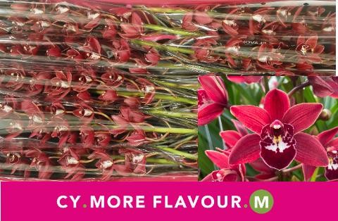 Срезанные цветы оптом Minicymbidium red georgina от 10шт из Голландии с доставкой по России