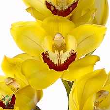 Срезанные цветы оптом Cymbidium yellow sungold от 9шт из Голландии с доставкой по России