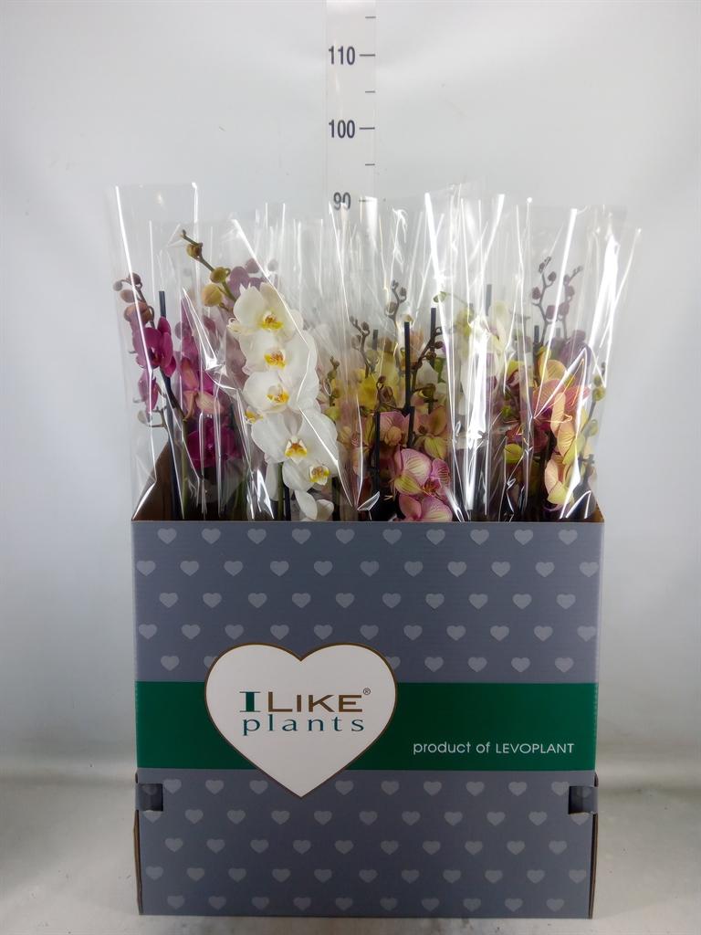 Горшечные цветы и растения оптом Phalaenopsis   ...mix от 12шт из Голландии с доставкой по России