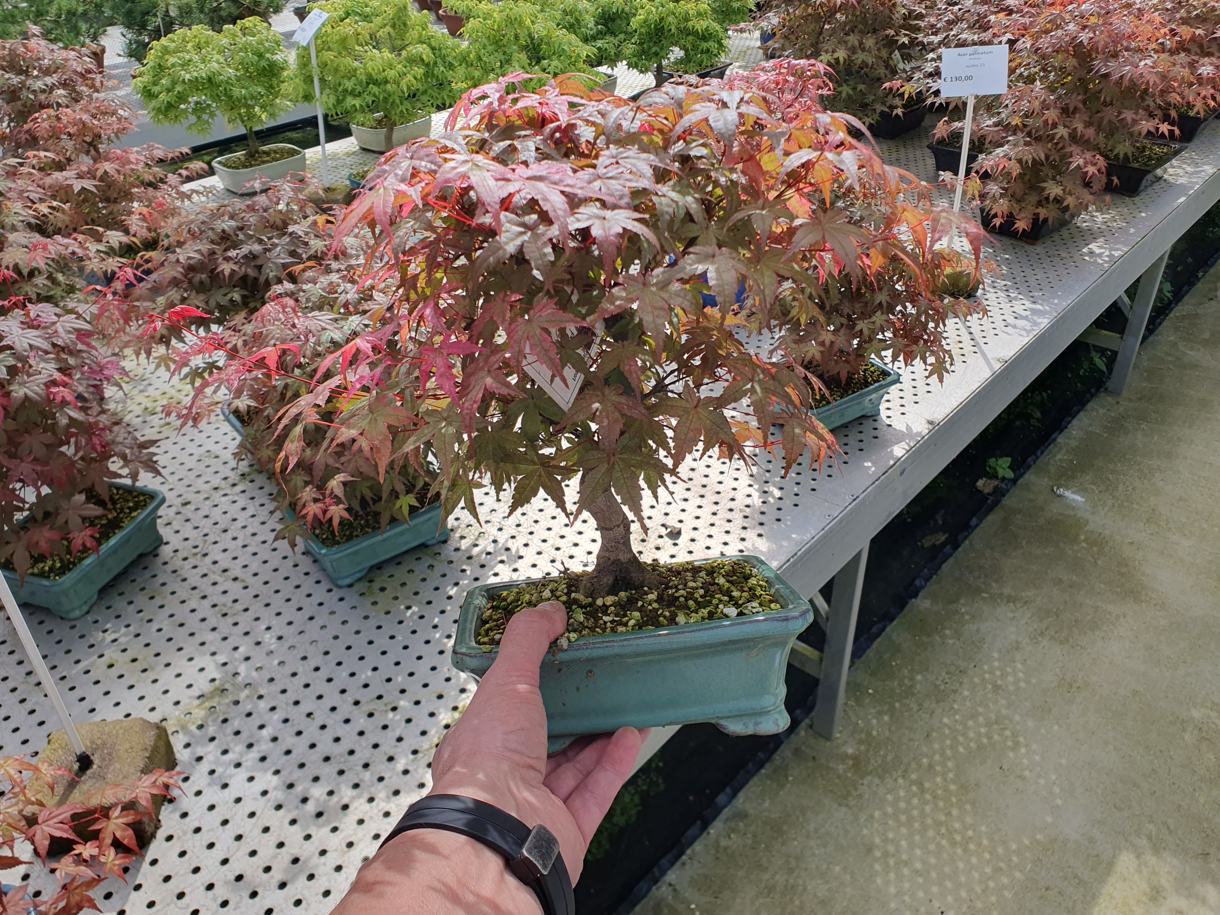 Горшечные цветы и растения оптом Acer Palmatum Deshojo Shape, Pot 19 Cm. от 1шт из Голландии с доставкой по России