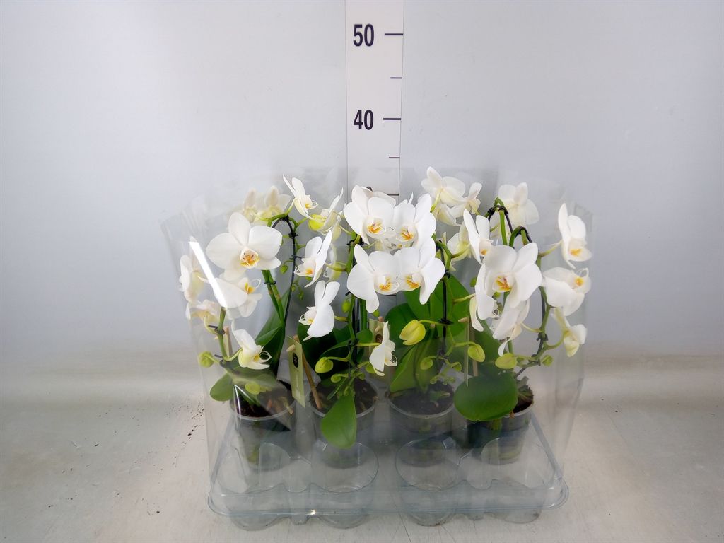 Горшечные цветы и растения оптом Phalaenopsis   ...white от 4шт (для телеги) из Голландии с доставкой по России