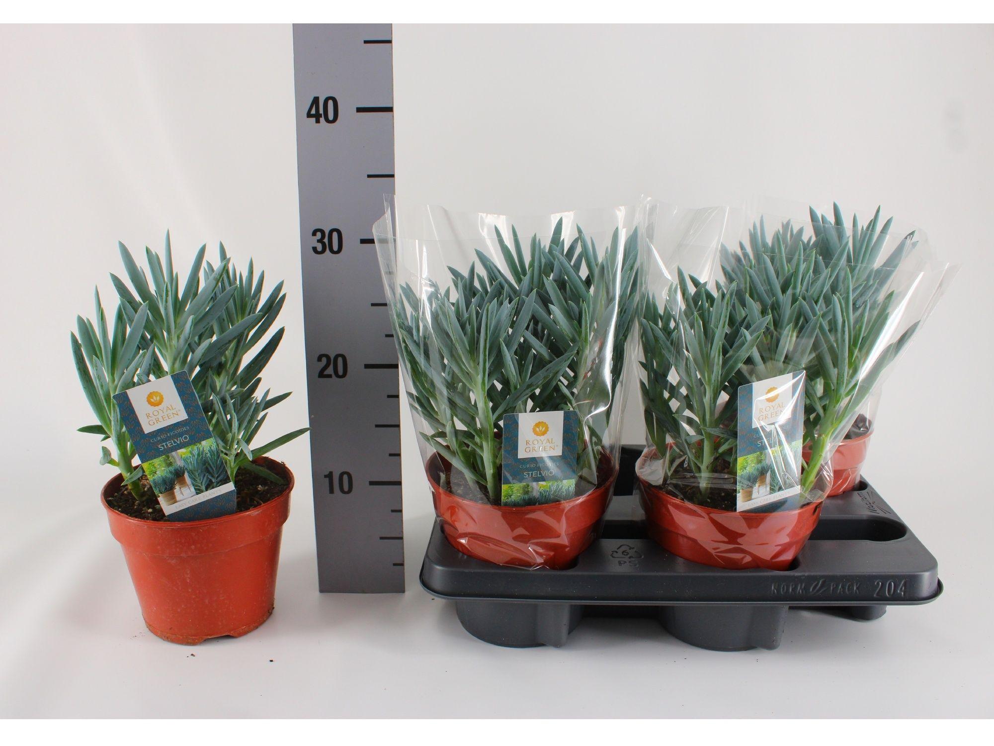 Горшечные цветы и растения оптом Curio F Stelvio от 4шт из Голландии с доставкой по России