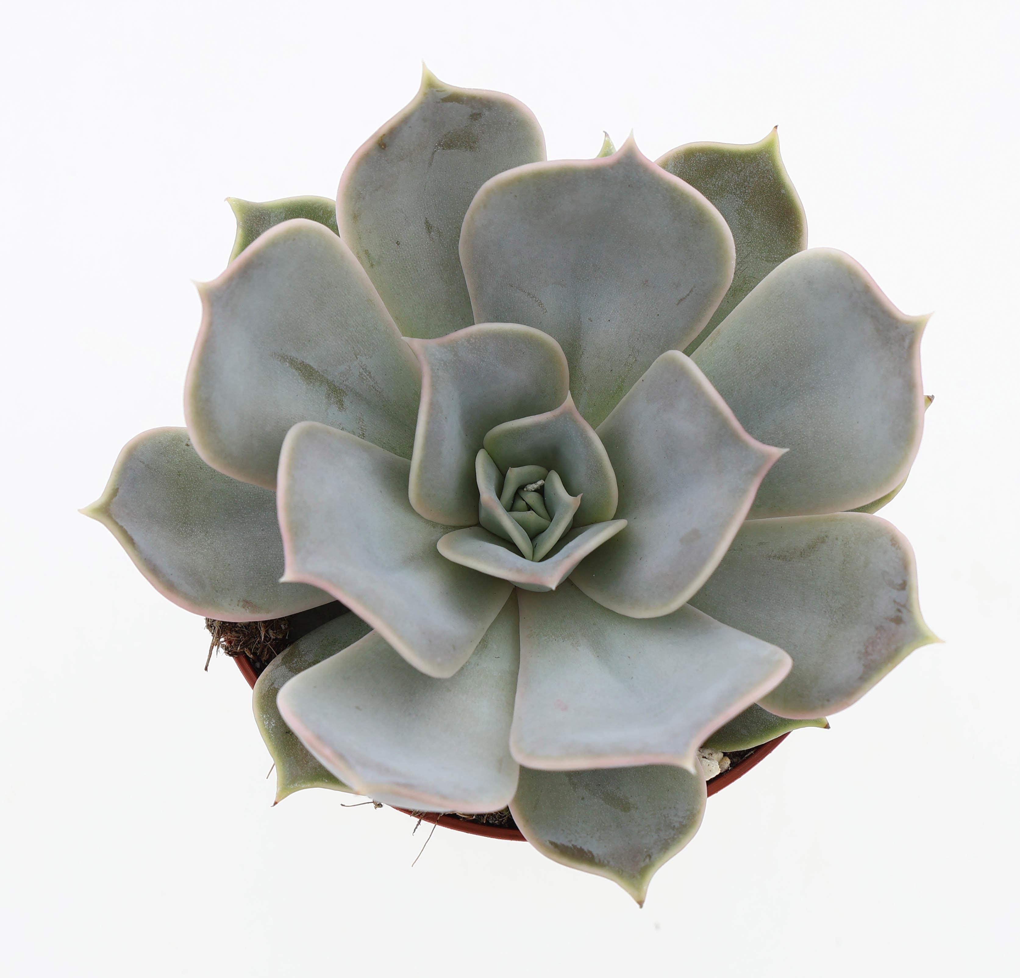 Горшечные цветы и растения оптом Echeveria Lilacina от 12шт (для телеги) из Голландии с доставкой по России