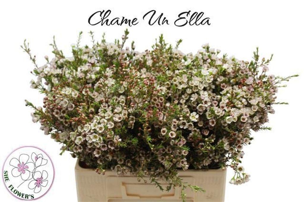 Срезанные цветы оптом Chamelaucium ella от 100шт из Голландии с доставкой по России