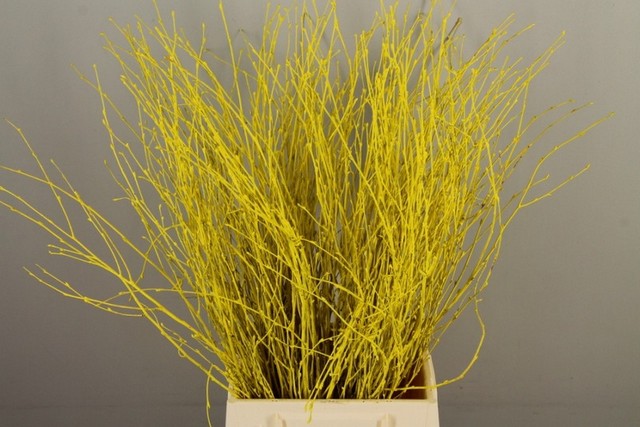 Срезанные цветы оптом Betula paint yellow от 10шт из Голландии с доставкой по России